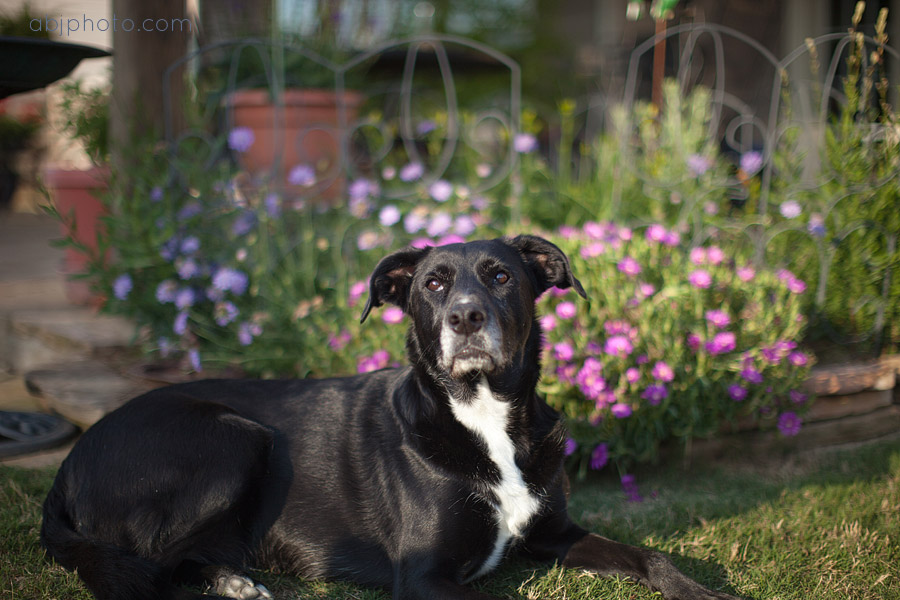 Buford, GA Dog Photography | Xena Bella, Mitch, and Bentley » ABJ