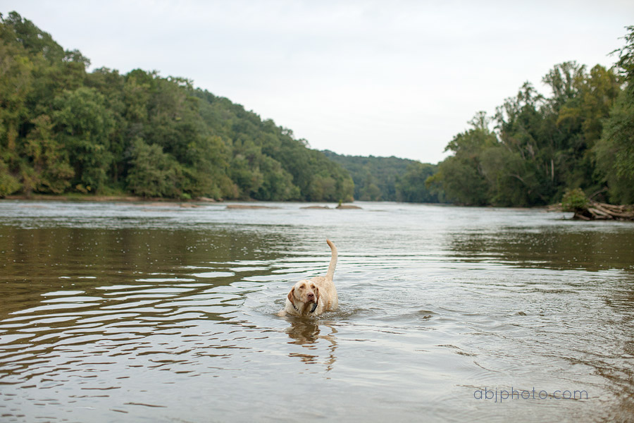 Atlanta Dog Photographer Fun Day on the River » ABJ Photography Blog