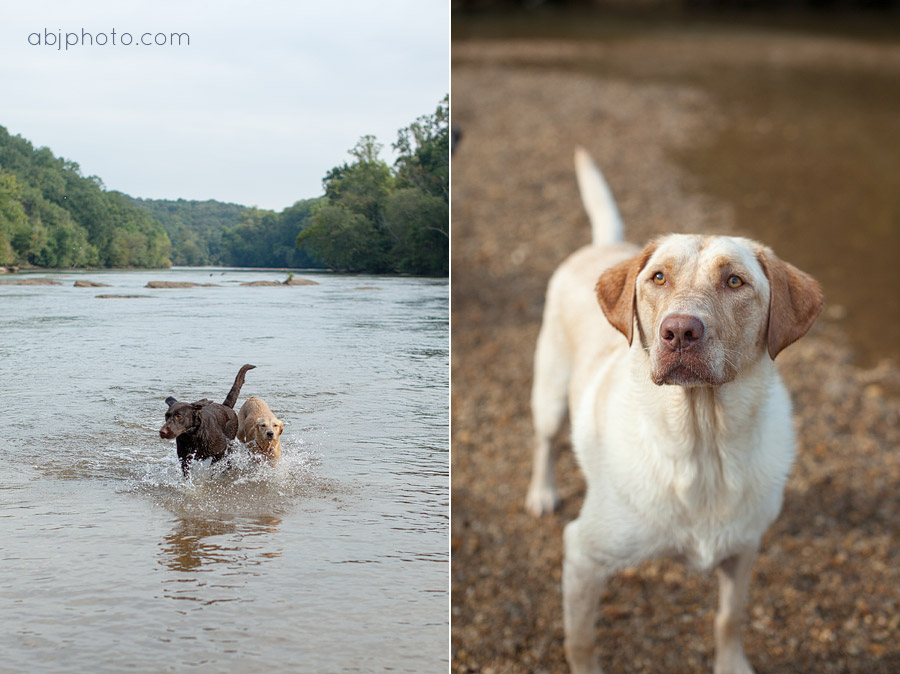 Atlanta Dog Photographer Fun Day on the River » ABJ Photography Blog