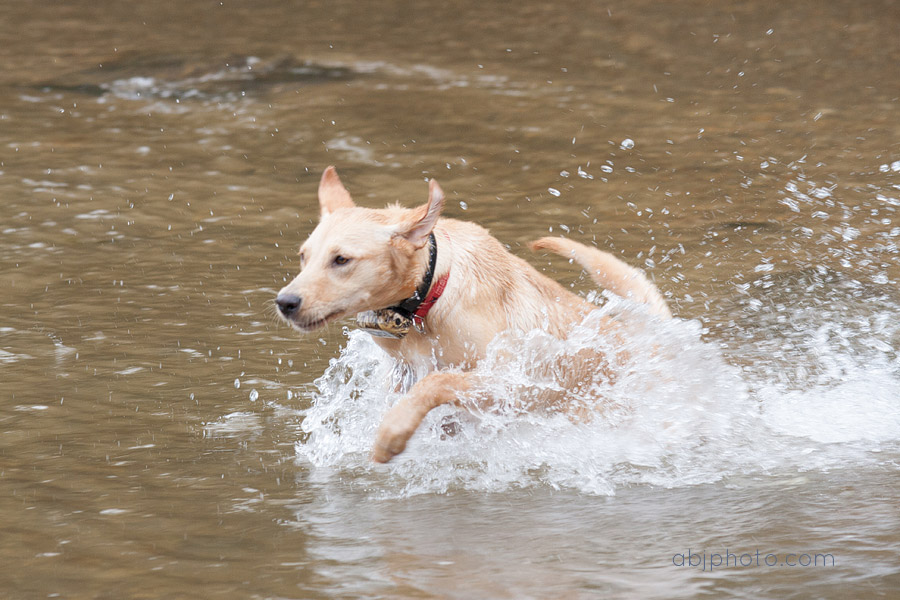 Atlanta Dog Photographer Fun Day on the River » ABJ Photography Blog