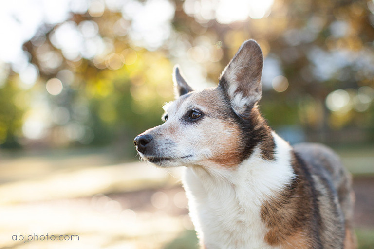 dog portraits atlanta01