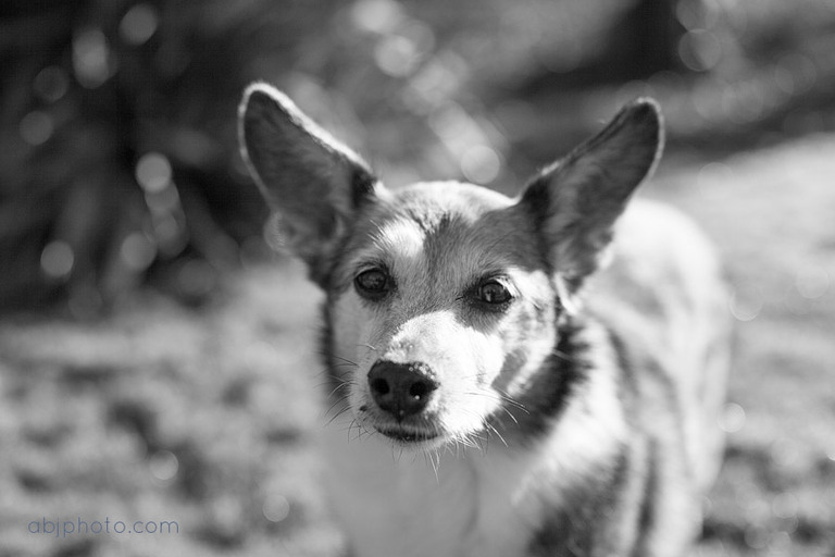 dog portraits atlanta04