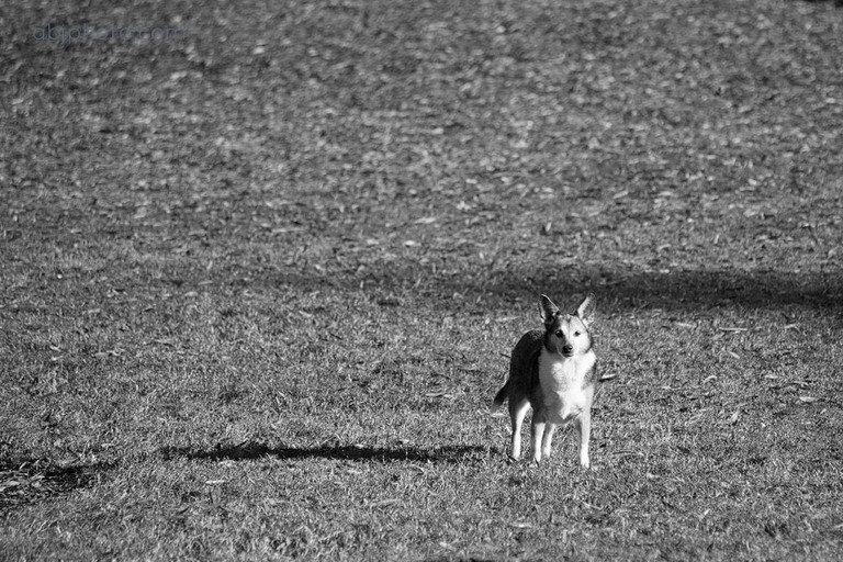 dog portraits atlanta07