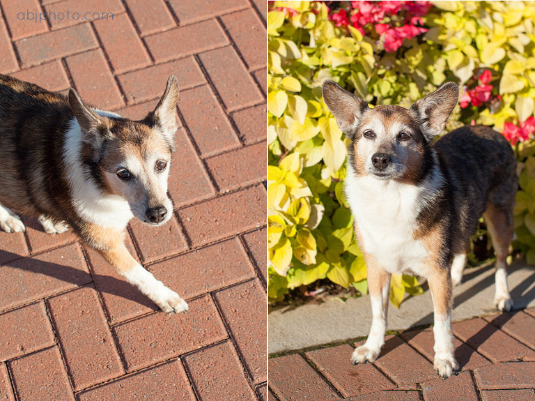 dog portraits atlanta08