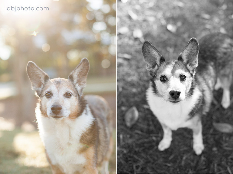 dog portraits atlanta09