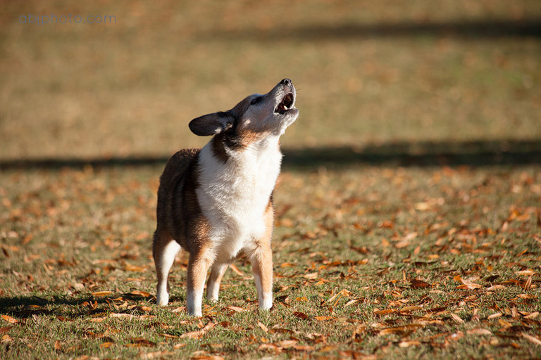 dog portraits atlanta10