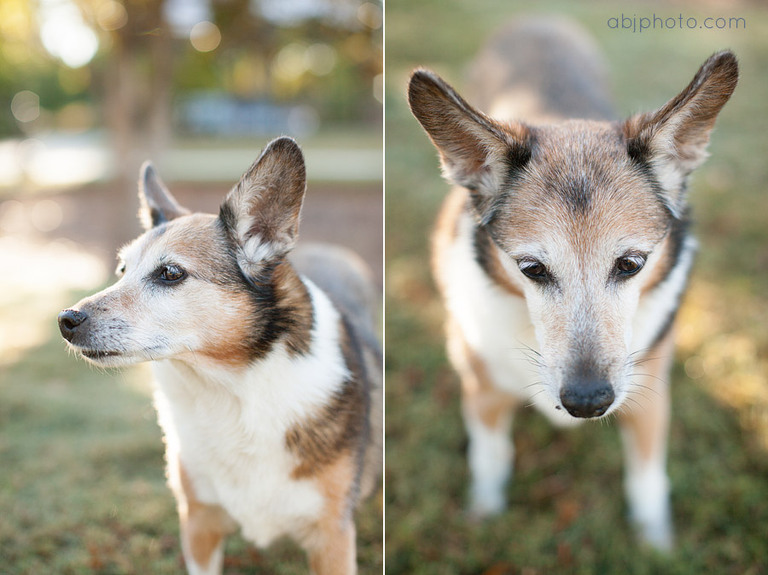 dog portraits atlanta11