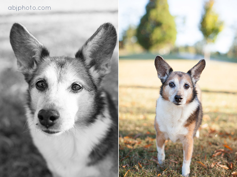 dog portraits atlanta13