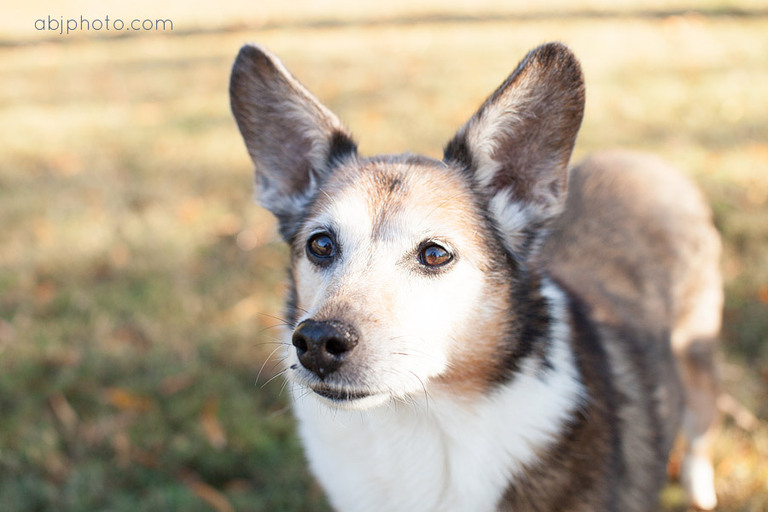 dog portraits atlanta14